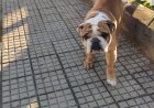 Cão perdido em Guaxupé