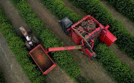 Colheita de café da Cooxupé alcança 10,1% de área de atuação