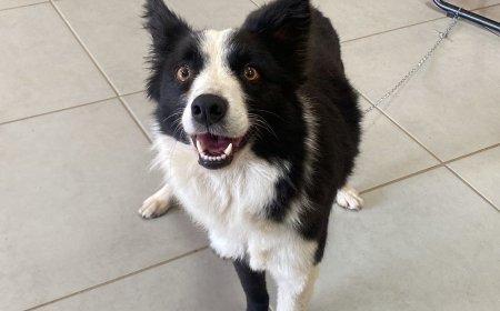 Procura-se dono de canina