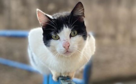 Governo de Minas lança edital para consórcios públicos com foco na microchipagem de cães e gatos do estado