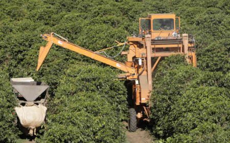 Colheita de café alcança 13,7% na área de atuação da Cooxupé