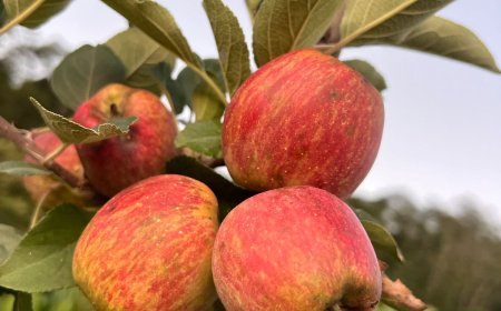 Produtores do Sul de Minas investem na compra de mudas de maçã e curso de capacitação será na quinta-feira, com visita técnica em propriedade de Guaranésia