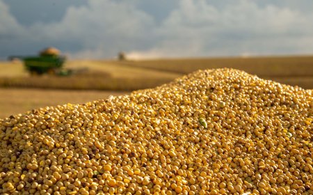 Produtores do Sul de Minas antecipam planejamento para a safra de soja 2025/26