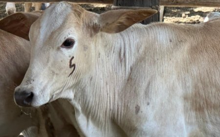 Primeira etapa de vacinação contra brucelose de 2025 termina dia 30/6 em Minas Gerais