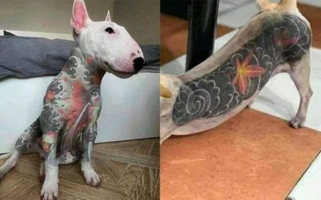 Governo sanciona lei que proíbe tatuagens e piercings em cães e gatos
