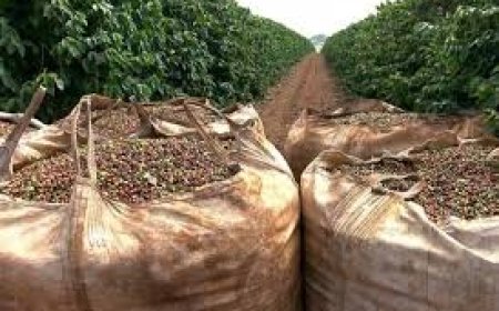 Colheita de café: volume chega a 17,8% na área de ação da Cooxupé