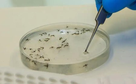 Em cinco meses, Minas quadruplica casos de febre Oropouche em relação a 2024