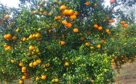 Minas irá colher 238 mil toneladas de tangerina ponkan em 2025