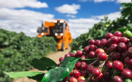 Colheita de café avança para 24,3% na área de ação da Cooxupé