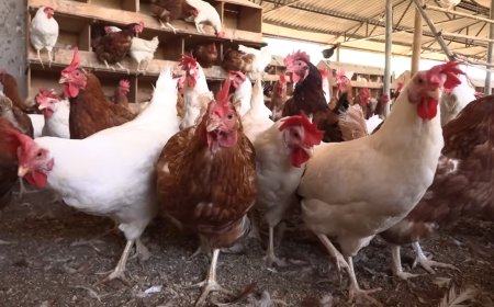 Especialista da Emater-MG explica como certificar produção de ovos e frangos caipiras