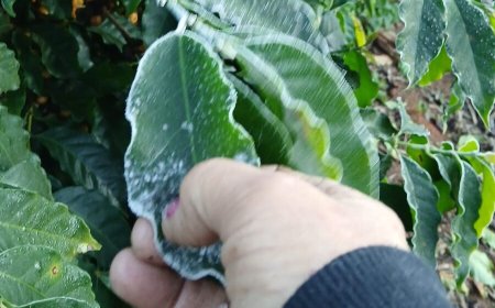 Geada acomete áreas cafeeiras no Sul de Minas e traz preocupação para produtividade da safra 26