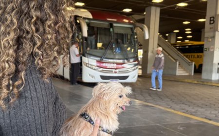 Governo de Minas regulamenta transporte de cães e gatos de pequeno porte em ônibus intermunicipais