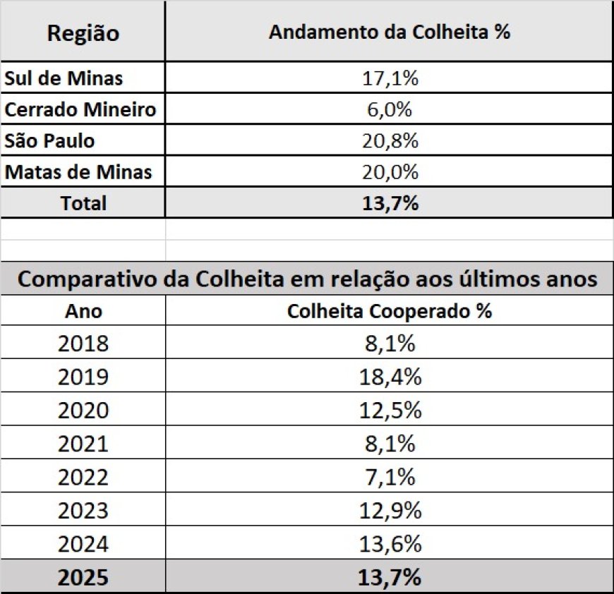 Colheita de café alcança 13,7% na área de atuação da Cooxupé