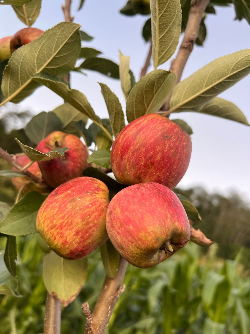 Produtores do Sul de Minas investem na compra de mudas de maçã e curso de capacitação será na quinta-feira, com visita técnica em propriedade de Guaranésia