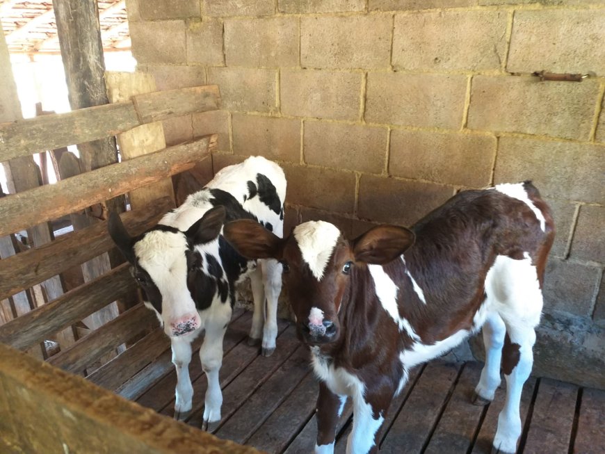 Pecuaristas do Sul de Minas investem na melhoria genética