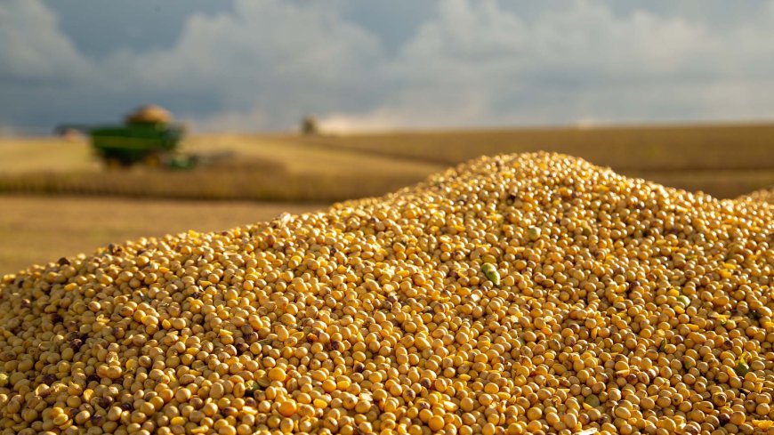 Produtores do Sul de Minas antecipam planejamento para a safra de soja 2025/26