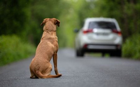 Motoristas que abandonarem animais poderão ter a CNH suspensa