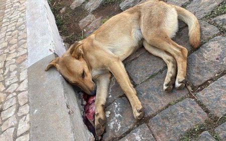 Em Guaxupé, cão comunitário envenenado vira caso de polícia