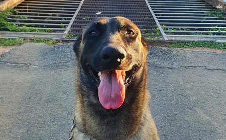 Cão conduz as buscas a mulher desaparecida e empresário localiza o corpo no Rio Pardo