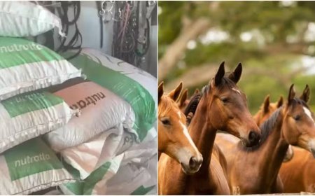 Cavalos morrem após comerem ração contaminada; casos também estão sendo investigados em Guaranésia