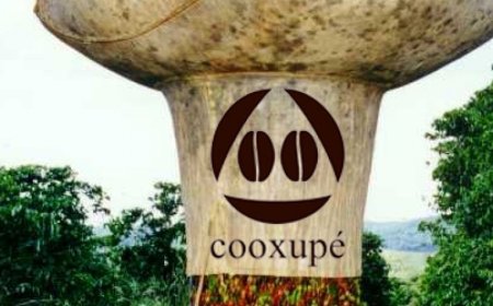Colheita da Cooxupé chega a 40,4%