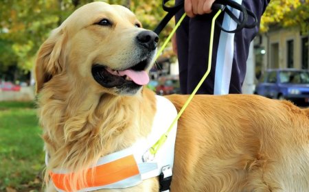 Animais de apoio: entenda as diferenças entre pets para suporte emocional, terapia e serviço
