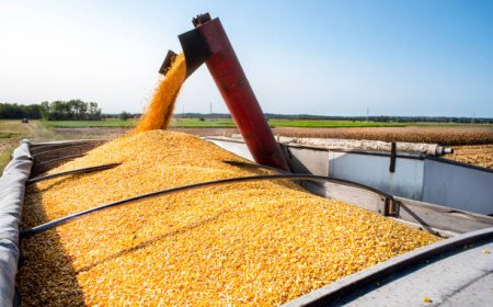 Golpistas usam empresas reais para enganar produtores rurais e desviar cargas de milho no Sul de Minas