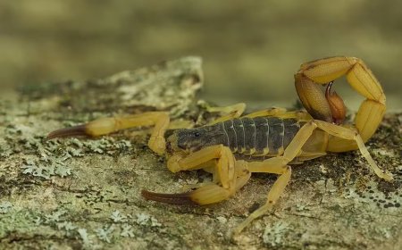 Mulher picada por escorpião dentro de provador de loja em Passos recebe R$15 mil de indenização