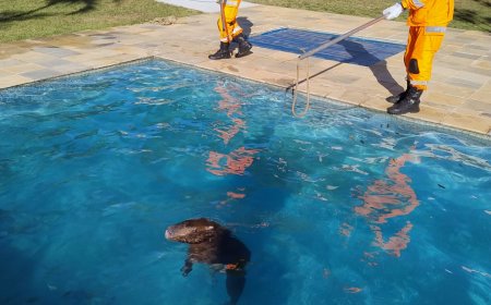 Bombeiros resgatam capivara em piscina de residência na zona rural de Guaxupé