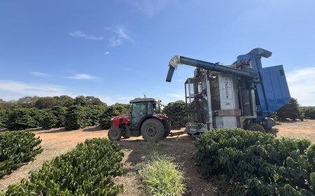 Colheita de café na Alta Mogiana chega a 50%, mas rendimento decepciona produtores