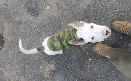 Mulher é presa por maus-tratos a filhote de Pit bull no Sul de Minas