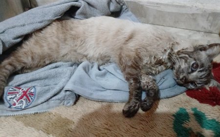 Polícia Civil investiga maus-tratos a gato em Poços de Caldas e prende foragido durante diligência