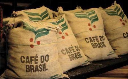 Em meio à queda nos preços de café no Sul de Minas, produtores agora se preocupam com a taxação imposta pelos EUA