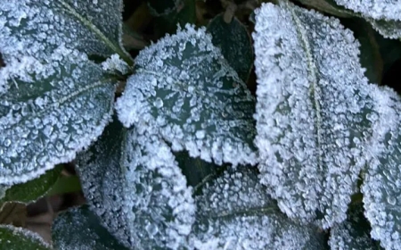 Geada deve atingir Guaxupé, Guaranésia e várias outras cidades da região, de acordo com o Inmet