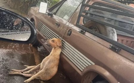 Tutor sofre ação do MP pela morte de cão por enforcamento em Nova Resende