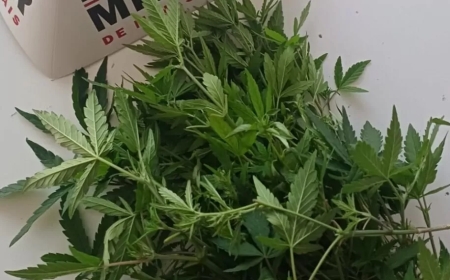 PM foi chamada para atender caso de violência doméstica, porém encontrou plantação suspeita de maconha em residência de Conceição da Aparecida