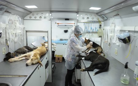 Agosto Caramelo marca avanço de programa gratuito do Governo de Minas que já microchipou mais de 270 mil cães e gatos