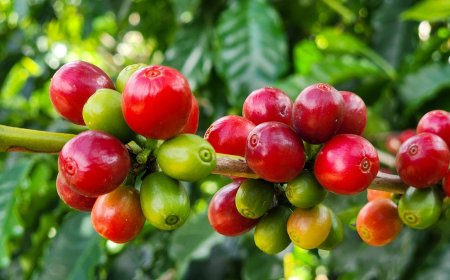 Exportações do agronegócio mineiro crescem 17% no período de janeiro a julho