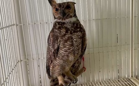 Coruja ferida é resgatada por equipes da EPR Sul de Minas na MG-459