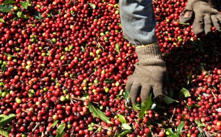 Cooxupé registra 91,3% da colheita de café em sua área de atuação
