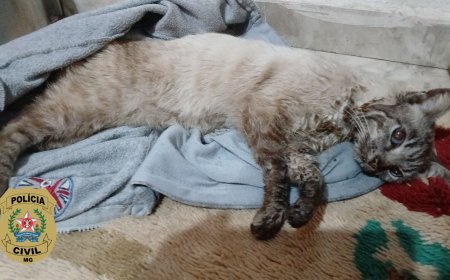 Polícia Civil esclarece caso de maus-tratos a felino em Poços de Caldas