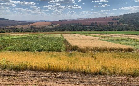 Epamig pesquisa plantas de cobertura adaptadas para seis regiões de Minas Gerais