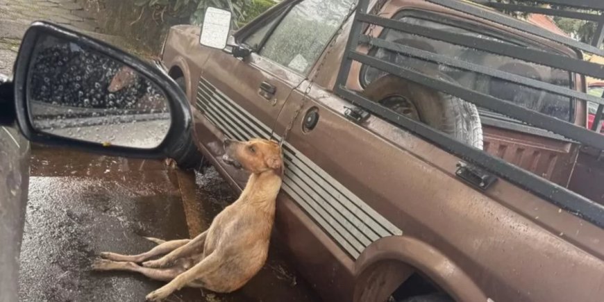 Tutor sofre ação do MP pela morte de cão por enforcamento em Nova Resende