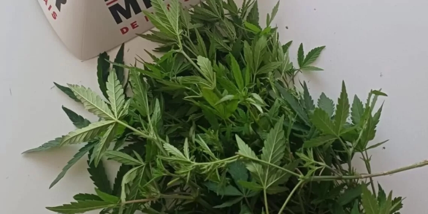 PM foi chamada para atender caso de violência doméstica, porém encontrou plantação suspeita de maconha em residência de Conceição da Aparecida