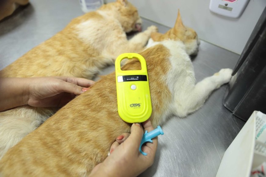 Agosto Caramelo marca avanço de programa gratuito do Governo de Minas que já microchipou mais de 270 mil cães e gatos