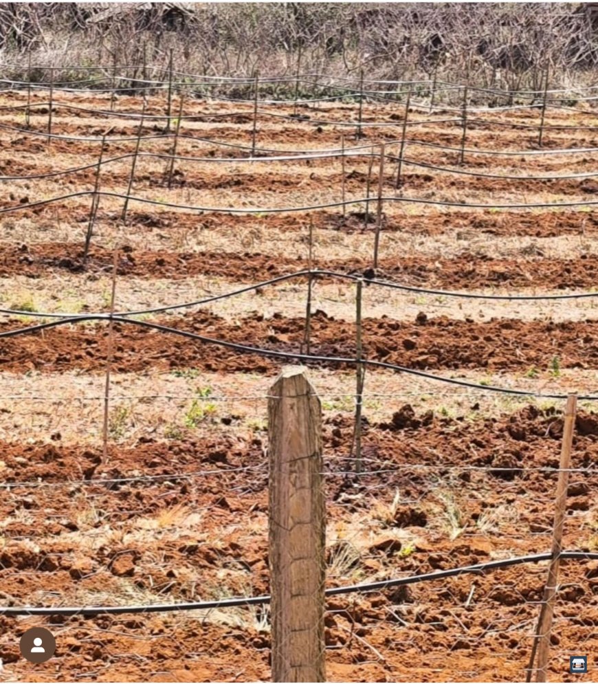 Produtores rurais de São Pedro da União implantam pomares de maçã no município
