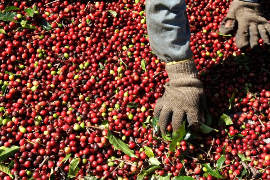 Cooxupé registra 91,3% da colheita de café em sua área de atuação
