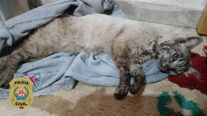 Polícia Civil esclarece caso de maus-tratos a felino em Poços de Caldas