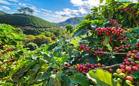 Últimos dias para inscrição no Concurso de Qualidade dos Cafés de Minas Gerais