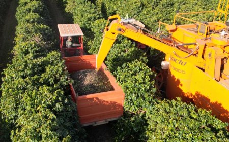 Café da Alta Mogiana: colheita de 2025 encerra com quebra de produtividade acima do esperado